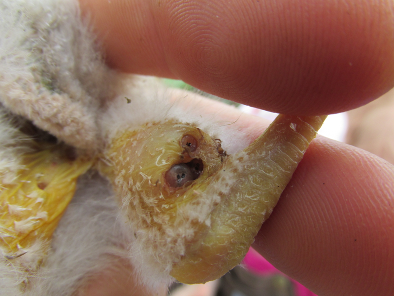 A hawk chick suffering from a Philornis infestation on the leg